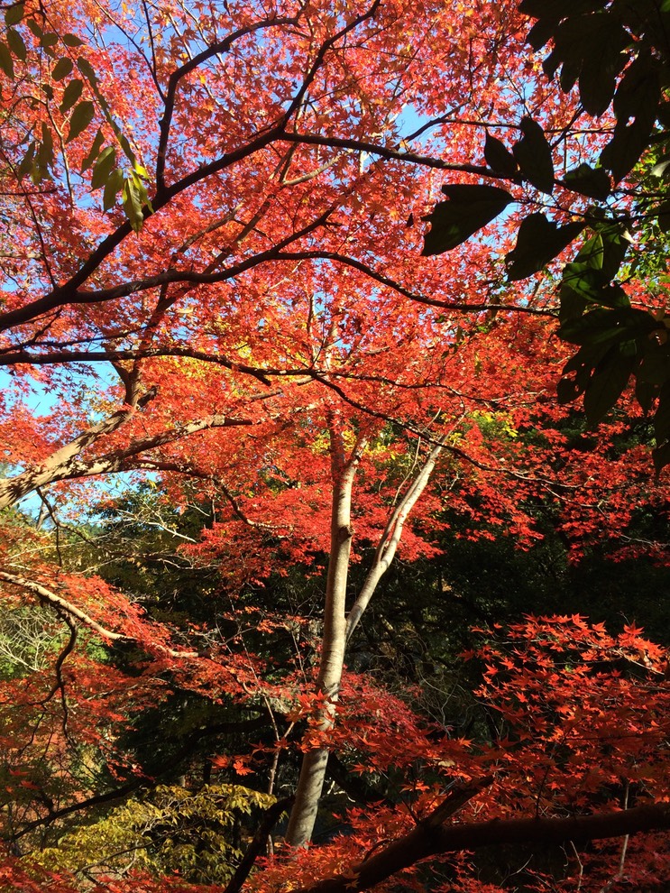 Photo 23-11-2014 12 32 15