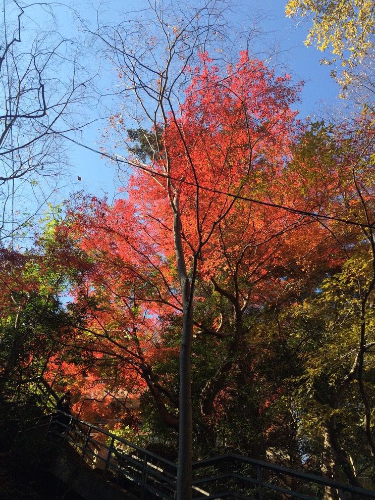 Photo 23-11-2014 12 33 23