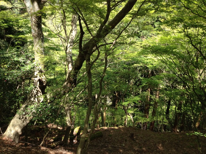 Photo 27-04-2013 12 36 01