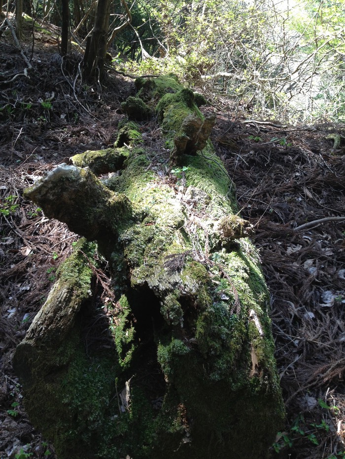 Photo 27-04-2013 12 54 16