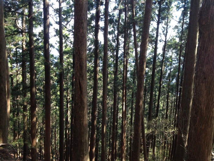 Photo 27-04-2013 15 05 22