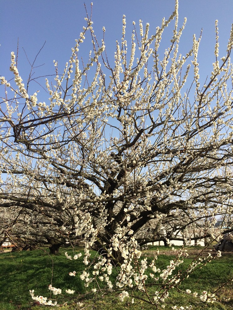 Photo 28-02-2015 14 24 18