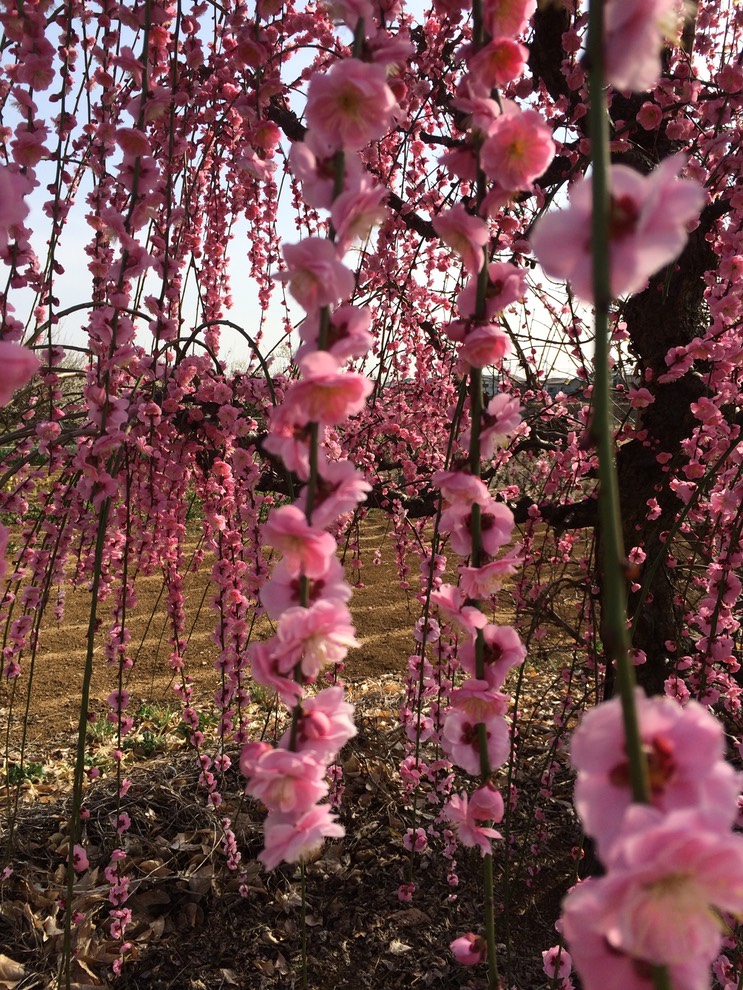 Photo 28-02-2015 14 26 24