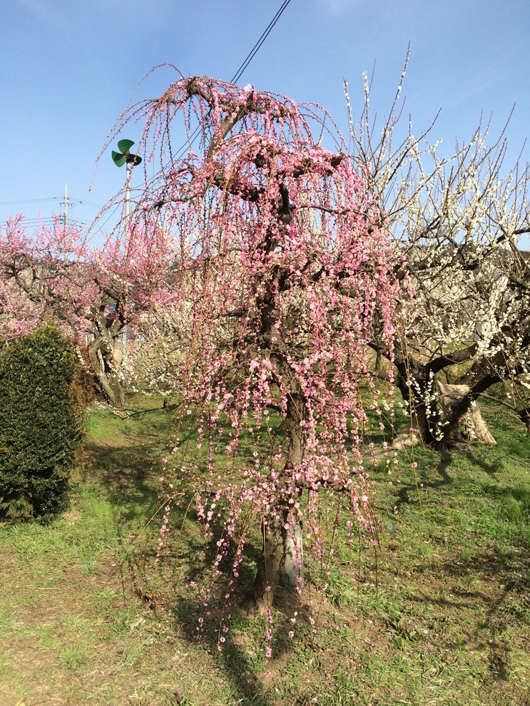 Photo 28-02-2015 14 36 39