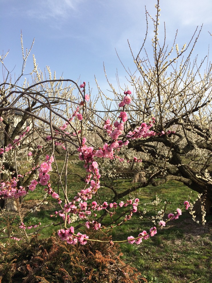 Photo 28-02-2015 14 37 54