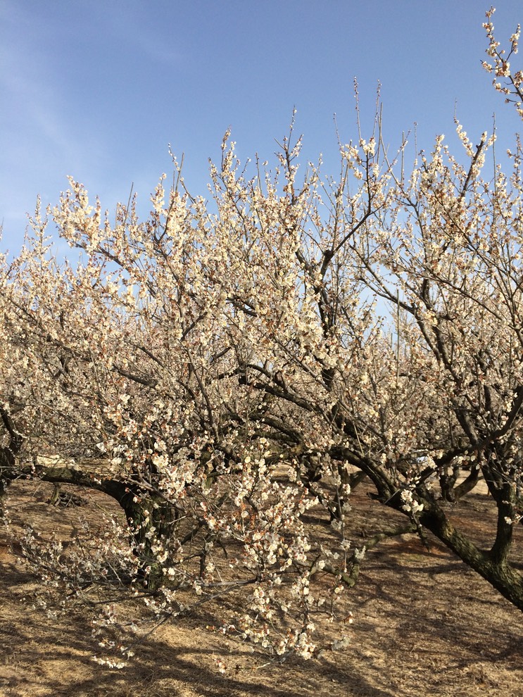 Photo 28-02-2015 14 47 25