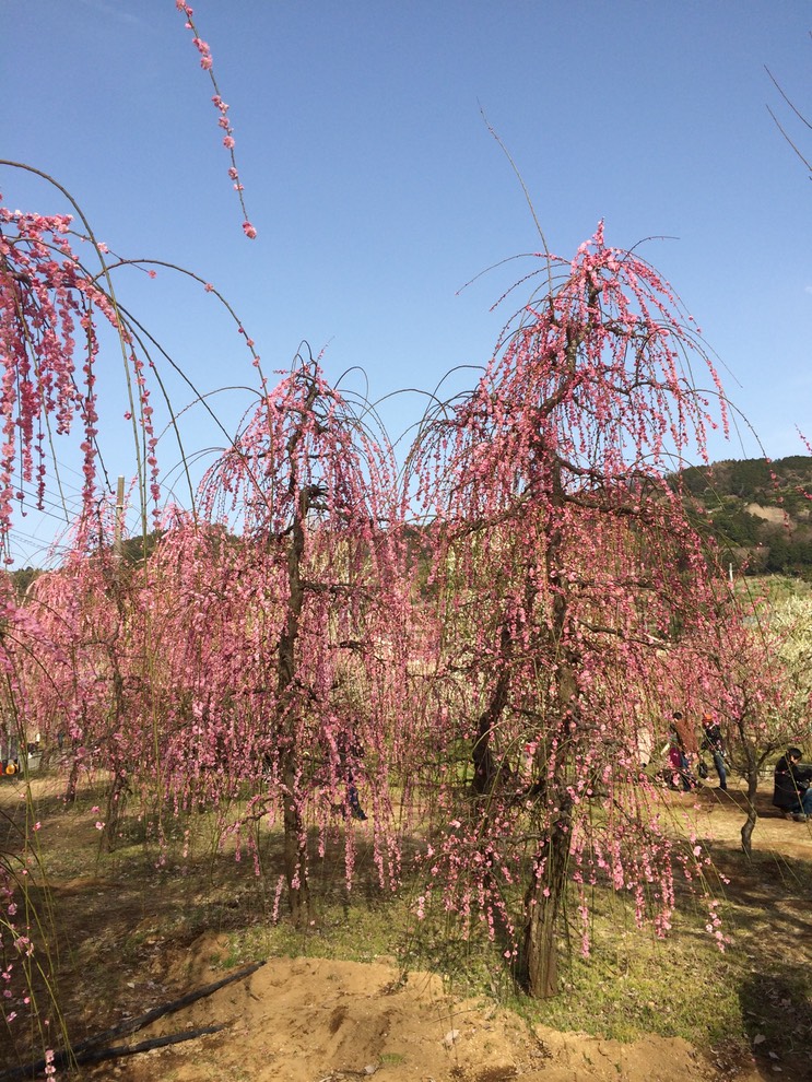 Photo 28-02-2015 14 52 08