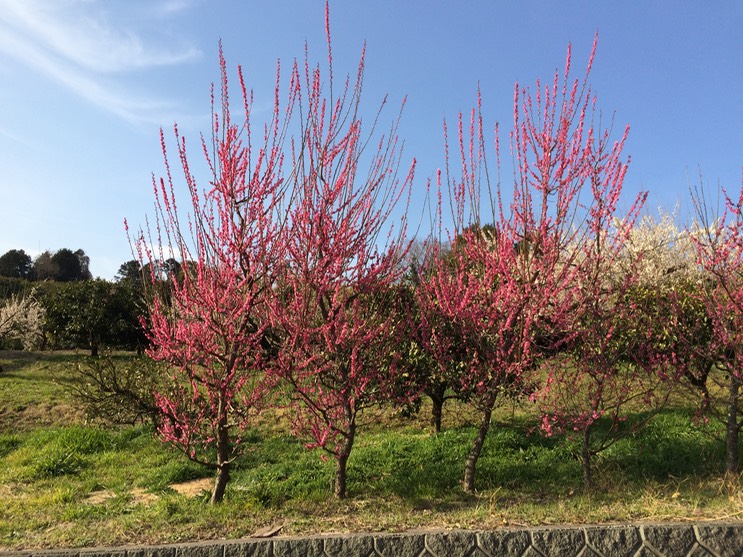 Photo 28-02-2015 15 50 49